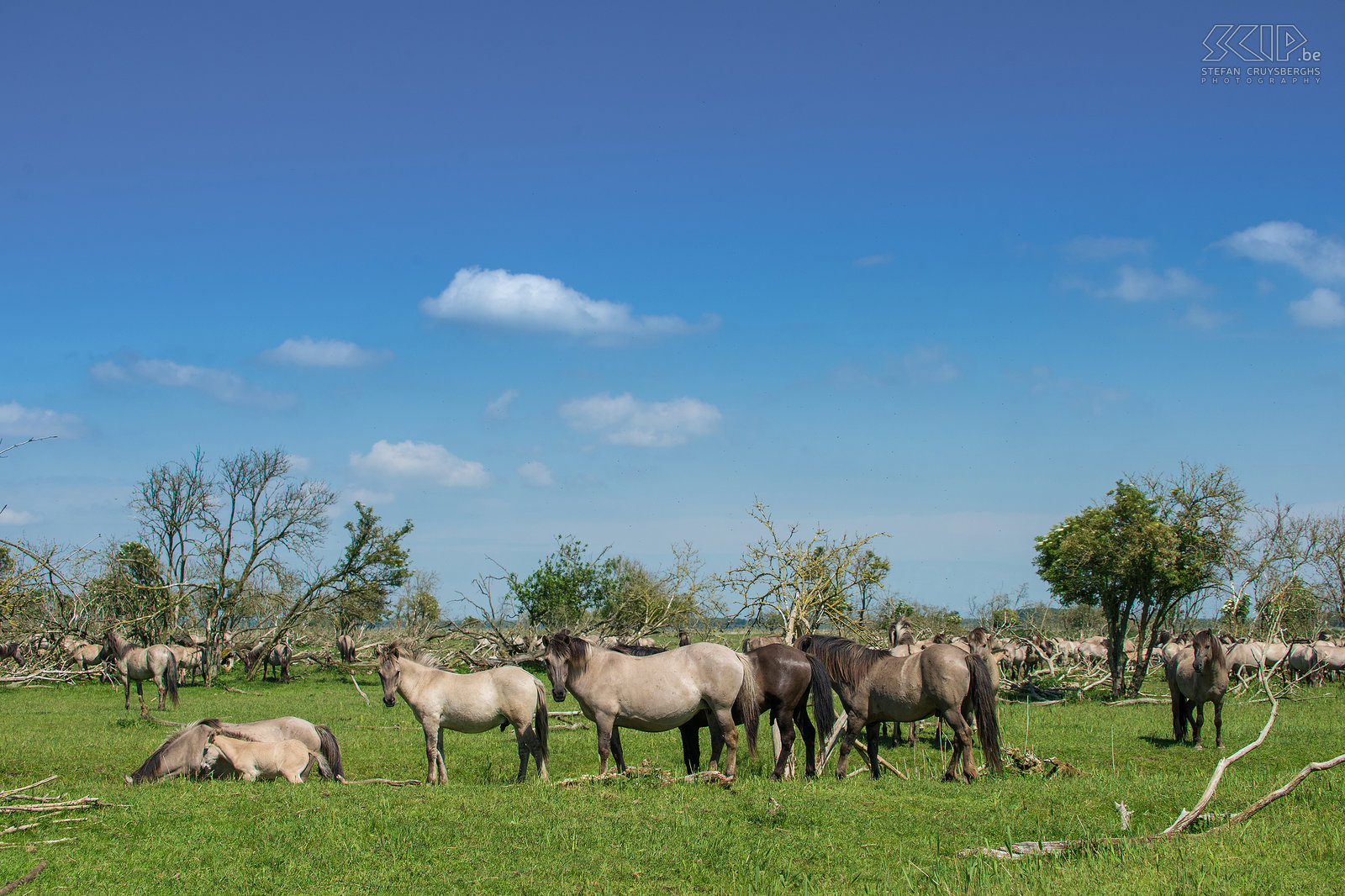 Konik horses - Oostvaardersplassen The Oostvaardersplassen in Flevoland is the largest national park in the Netherlands. It is a large wetland with reed plains, rough grassland and ponds that attracks thousands of birds such as geese, spoonbills, cormorants, herons, .... 25 years ago they introduced some deer, Heck cattle and Konik horses. Now there live about 1,000 wild horses, the largest population in Europe. The Konik is originally a Polish and Belarusian small wild horse. They live in large groups with many foals and there is often a lot of interaction and even fights. It is fantastic to spend some time between the horses. Stefan Cruysberghs